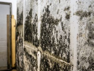 Close-up of mold growth, highlighting the need for effective mold removal services.